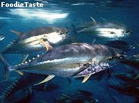 ͵ Bigeye tuna