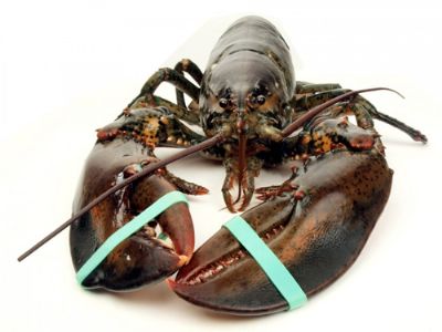 ͺ lobster
