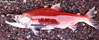 ปลาแซลมอน (Sockeye Salmon)