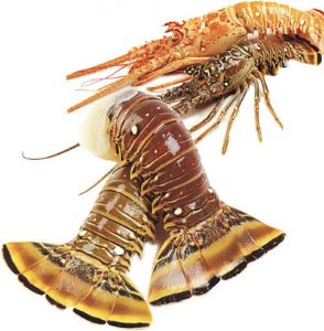 กุ้งมังกร lobster
