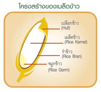 ส่วนที่เรียกว่า รำข้าว ในเมล็ดข้าวอยู่ที่ไหน